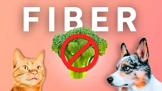 Forget Vegetables, THIS Is The Best Fiber Source For Your Pet