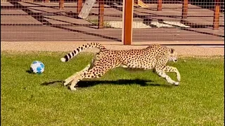 An adult cheetah playing and running around with a ball! Gerda is in a great mood after a hungry day