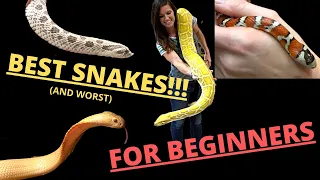 WHAT IS THE BEST BEGINNER PET SNAKE?  Best Beginner Reptile: Snake Edition