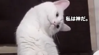 猫神様【アフレコ】