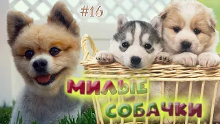 ТОП САМЫХ СМЕШНЫХ ВИДЕО С СОБАКАМИ🙂МИЛЫЕ СОБАЧКИ🙂ЗАБАВНЫЕ ЖИВОТНЫЕ🙂TOP FUNNY DOG VIDEO😉CUTE DOGS😉#16