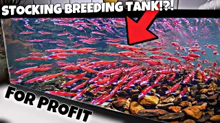 Breeding Rainbow Shiners For Profit ($50 Investment)