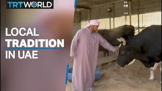 Locals continue tradition of bullfighting in UAE oasis