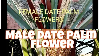 How to identify the flower of MALE and FEMALE date palm tree?