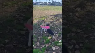 ||dog with broken leg still plays with his friends ❤️||