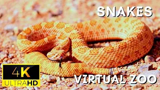 Snakes 4K  UltraHD  video | Discover the beauty of snakes | Virtual Zoo  |  wildlife animals
