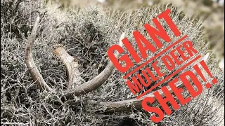 Giant mule deer shed! 2023 I’m back at it!!