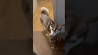 Big Dog vs Small Dog Tug of War