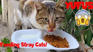 Feeding Funny and Cute Cats - Stray cats never forget those who feed and love them | YUFUS