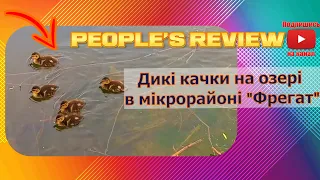 Первомайськ, Дикі качки на озері в мікрорайоні "Фрегат"