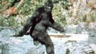 The Patterson–Gimlin Real Bigfoot Footage stabilized and original video bigfoot caught on tape