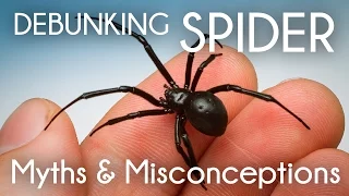 Debunking Spider Myths & Misconceptions