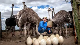 Amazing Ostrich Farming Technology - Ostrich leather production process in the most modern factory