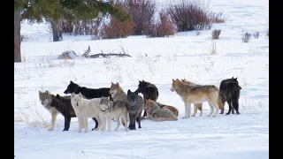 Wapiti Lake Wolf Pack Howling in Yellowstone