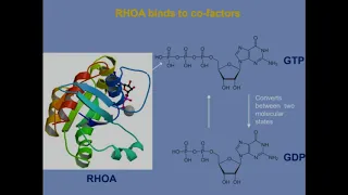 RHOA and Diffuse Gastric Cancer