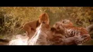 Lion & Tiger scuffle