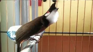 Train your birds to sing well in the morning, How to train your birds to sing or relax, it's great