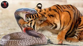 Giant Snakes Attacks Tiger - What Happens When Tiger Face Big Snakes?