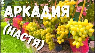 Виноград. Сорт АРКАДИЯ(НАСТЯ). Полное описание и рекомендации по выращиванию в северных регионах