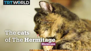 The Hermitage Cats | Culture | Showcase