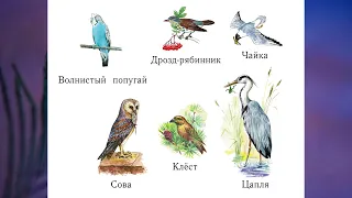 "Жизнь птиц", Окружающий мир 1 класс ч.2, с.9-12, Школа XXI век.