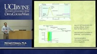 Psych 9A. Psych Fundamentals. Lecture 05: Brain and Nervous System, Part 1