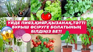 🍅🥒ҮЙДЕ ПИЯЗ,ҚИЯР,ҚЫЗАНАҚ,ТӘТТІ БҰРЫШ ӨСІРІҢІЗ! 🥬🧅🫑 #қияр #қызанақ #өсімдік #гүлдер