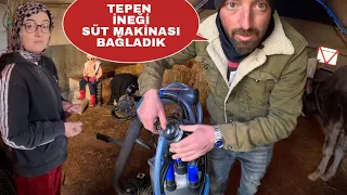 TEPEN İNEĞİ SÜT SAĞIM MAKİNASINA ALIŞTIRMAK~KUMANDALI ARABAYI BABAM BANA VERMEDİ~ÇİĞ ZENÇEFİL