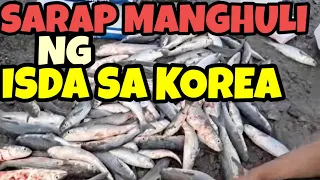 Amazing Catch: Massive Load Of Mullet Caught With Handmade Fishing Net!