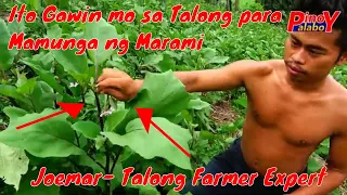 PAANO KUMITA NG MALAKI SA TALONG FARMING - Effective way!