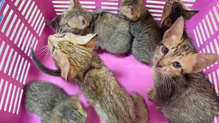 Seven miserable kittens have been rescued, they are very pitiful and they are cute too