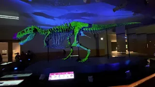 T.Rex Sue - Chicago Field Museum Exhibit Video