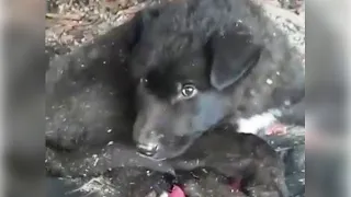 Heartbroken with puppy was left in hunger, freezing and scared to see people