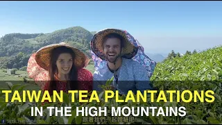 Exploring Taiwan's Tea Plantations in the Mountains