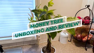Buying Houseplants from Amazon: Money Tree Review