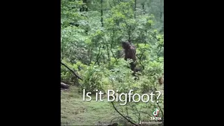 Baby and Mother Bigfoot spotted in New York