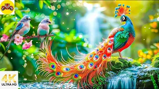 The most beautiful birds in the world in the Amazon 2 + Relaxing music