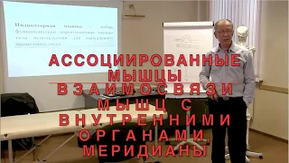 АССОЦИИРОВАННЫЕ МЫШЦЫ//ВЗАИМОСВЯЗИ МЫШЦ И ВНУТРЕННИХ ОРГАНОВ//МЕРИДИАНЫ//ИКПК