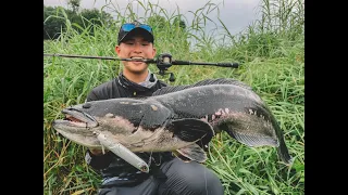 Toman fishing is hard....(GIANT SNAKEHEAD FISHING IN SINGAPORE)