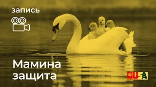 Мамина защита