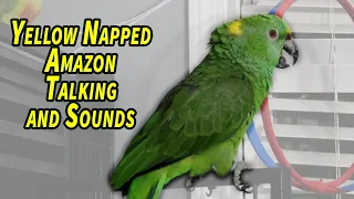 Yellow Napped Amazon Parrot Talking and Sounds