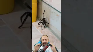 Aranha gigante, o resgate!
