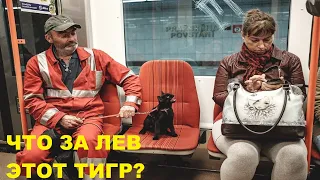 ЗАСМЕЯЛСЯ - ПОДПИСАЛСЯ! УГАРНЫЕ ВИДЕО | ЛУЧШИЕ ПРИКОЛЫ  ДЕКАБРЯ 2022 | 501 СЕКУНДА СМЕХА