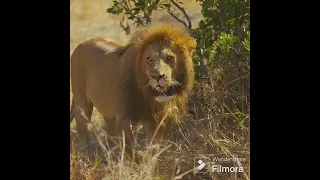 African lion vs gray wolf #shorts #reels #animals #whoisstrongest #wildlife