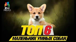 Топ 6 маленьких умных собакTop 6 small smart dogs