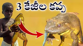 World's largest frog|😮😮|#shorts,#trending,#viralshorts,#telugufacts,#factsintelugu,#facts,#telugu,