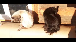 🐾🐈 Кошки в мороз живут на улице.