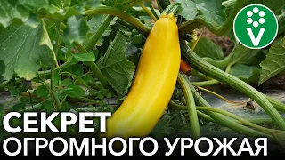 УДАЛИТЕ ЭТИ ЛИСТЬЯ НА КАБАЧКАХ И УРОЖАЙ ВАС ПОРАЗИТ!