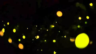 Synchronizing Fireflies