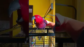 Super Cute And Funny Parrots #14